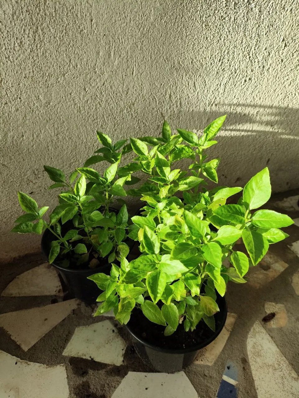 Plantas de horta 