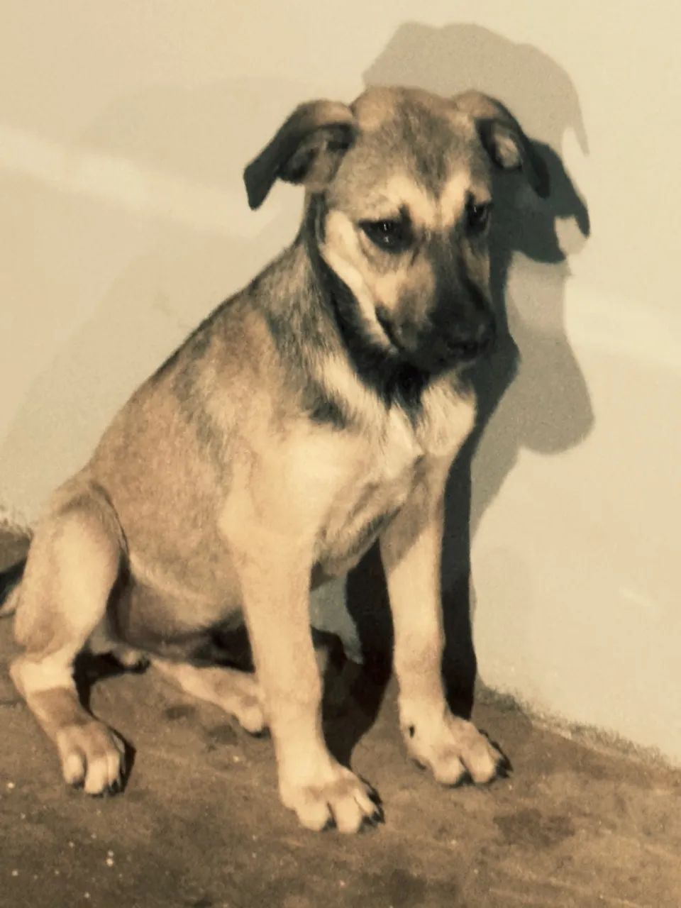 Filhote de cachorro - Disponível para adoção