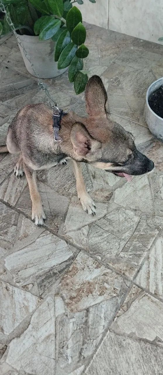 Filhote de cachorro para adoção - Foto 2