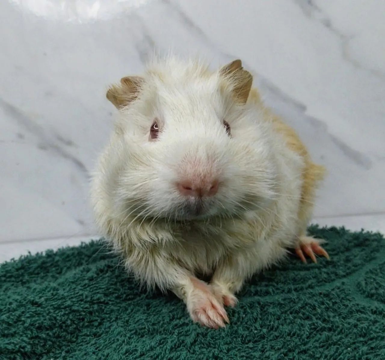 Porquinho abissinio fofo - Foto 2