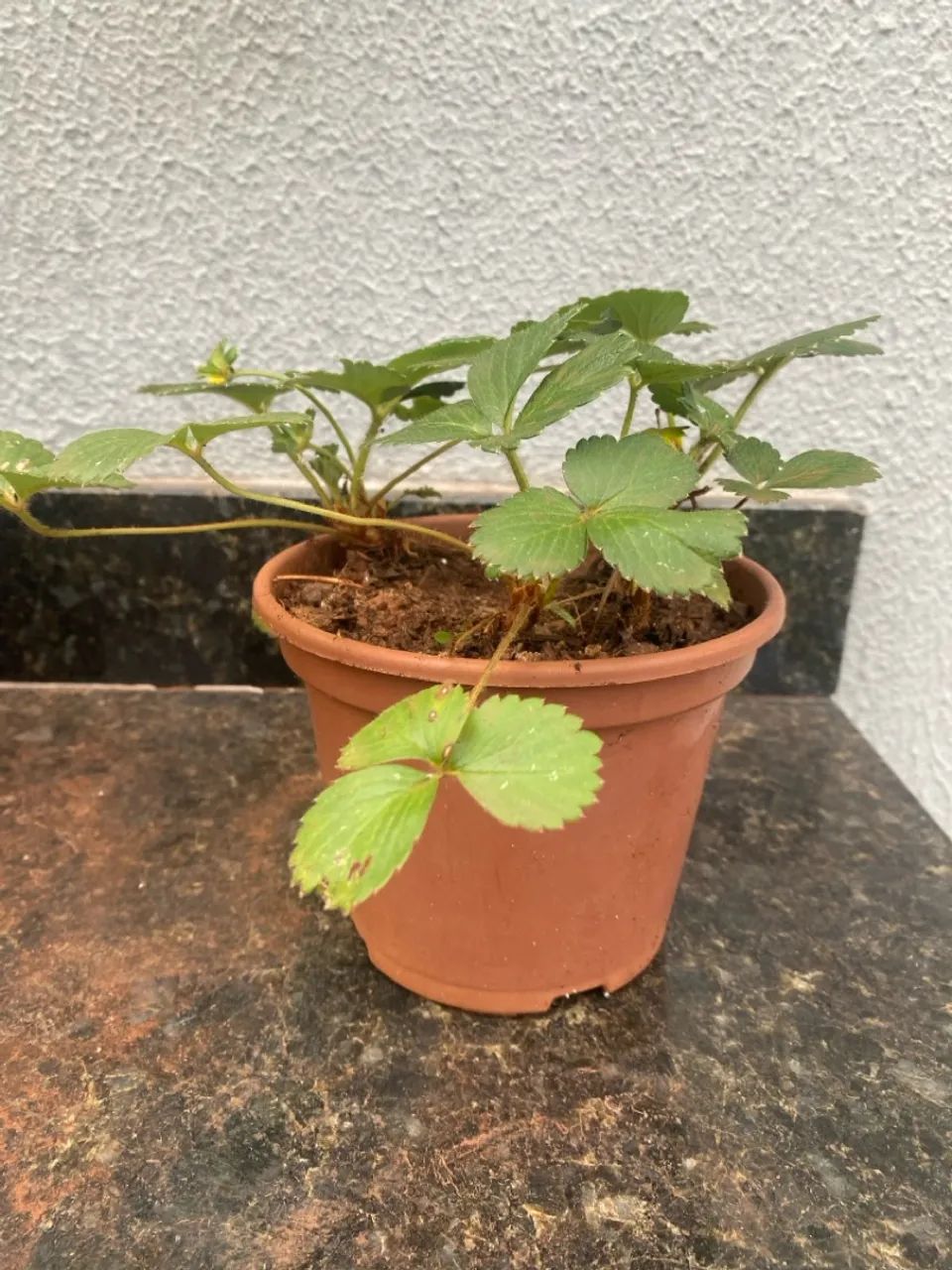 Mudas de Morango produzindo 