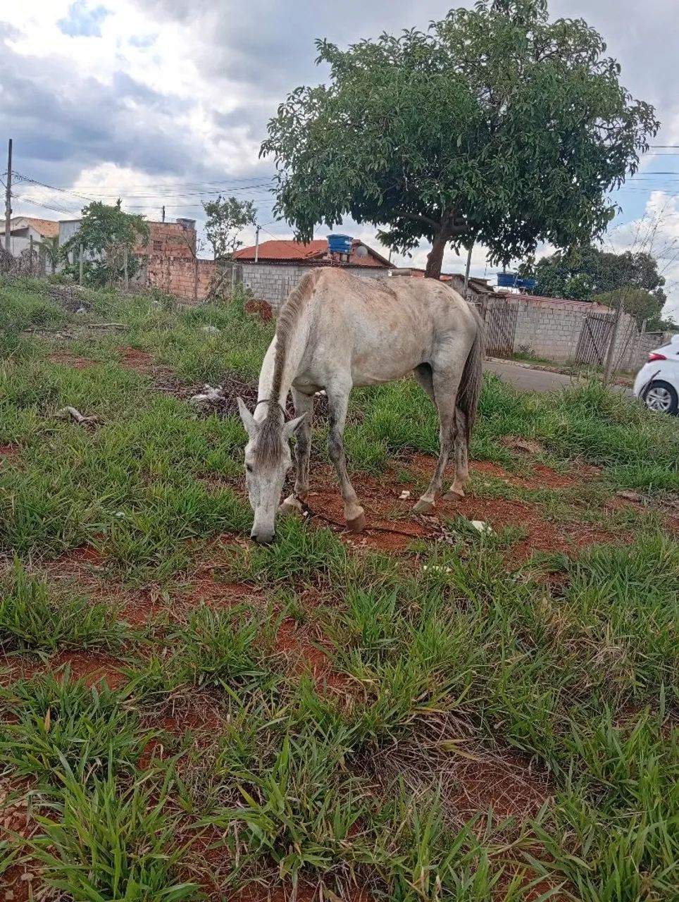 Vendo por 1.500,00 ou troco por bezerra, interessadod só me chamar no ZAP. - Foto 5