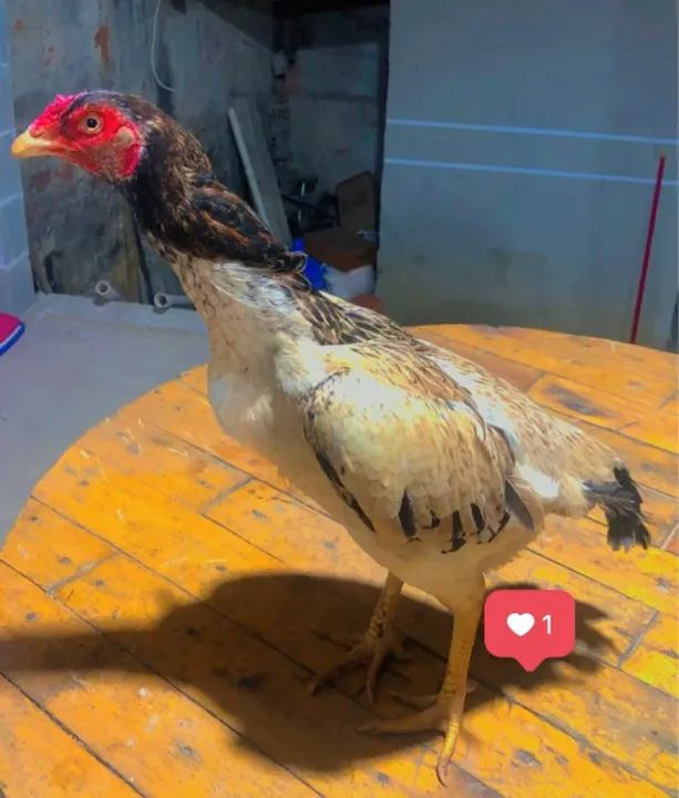 Pintinhos de raça índio (costeiro) - Foto 5