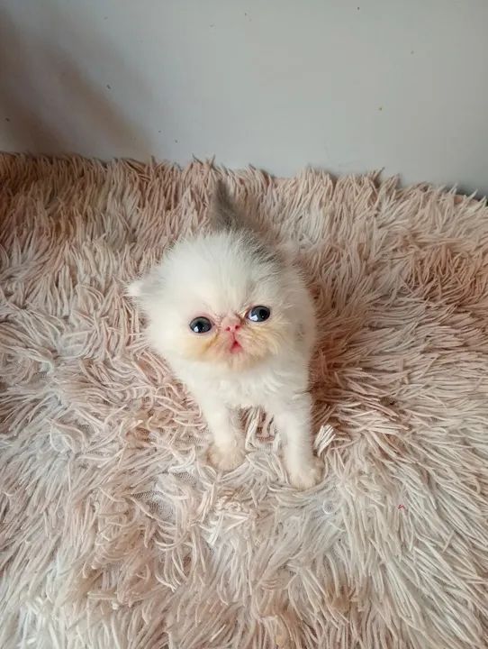 Gatinho Persa - Branco e Cinza - Foto 3