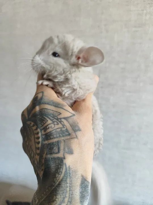 Filhotes de Chinchila  - Foto 4