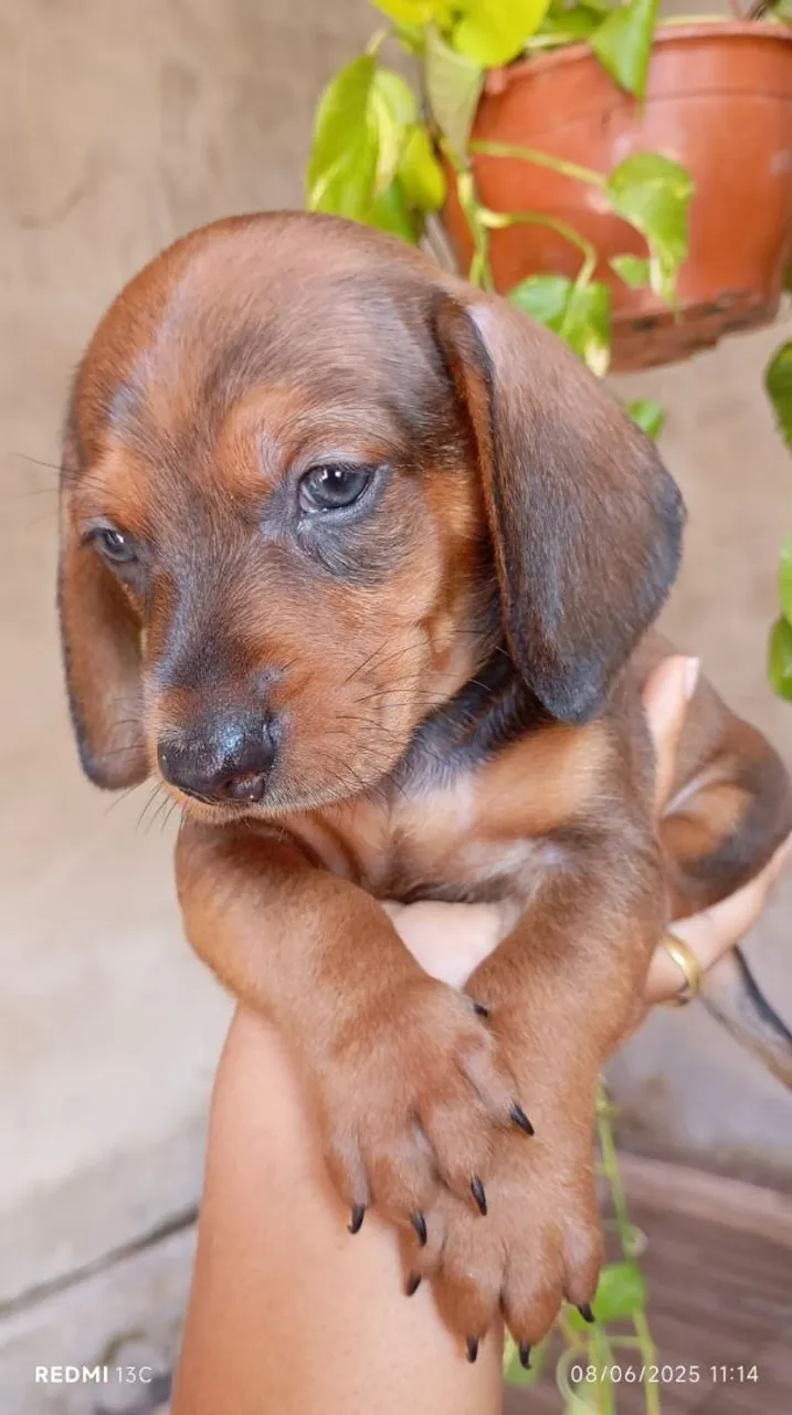 Filhote de Dachshund (Salsicha) - Marrom