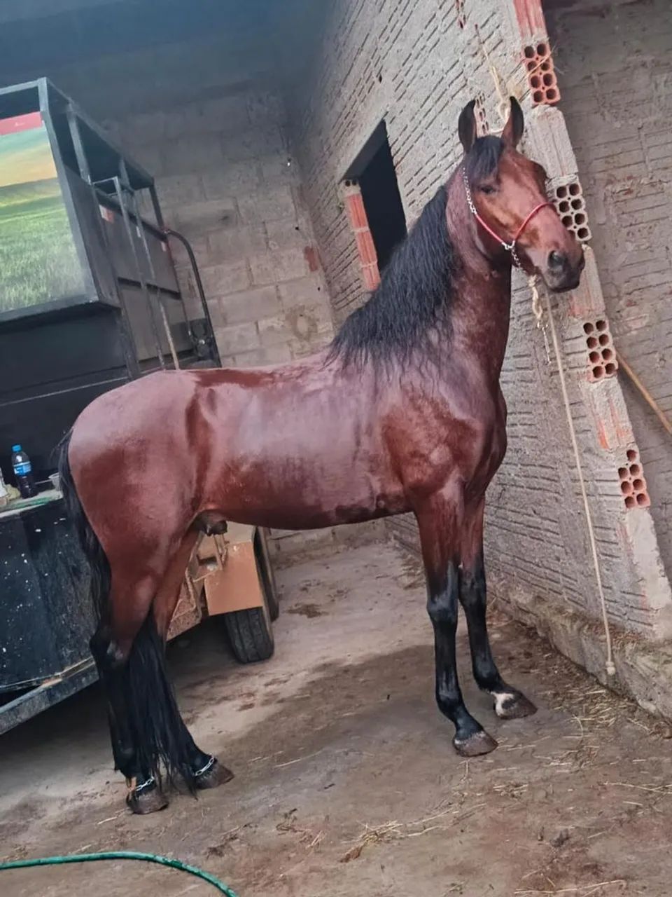 Potro inteiro Pô,sem Rg