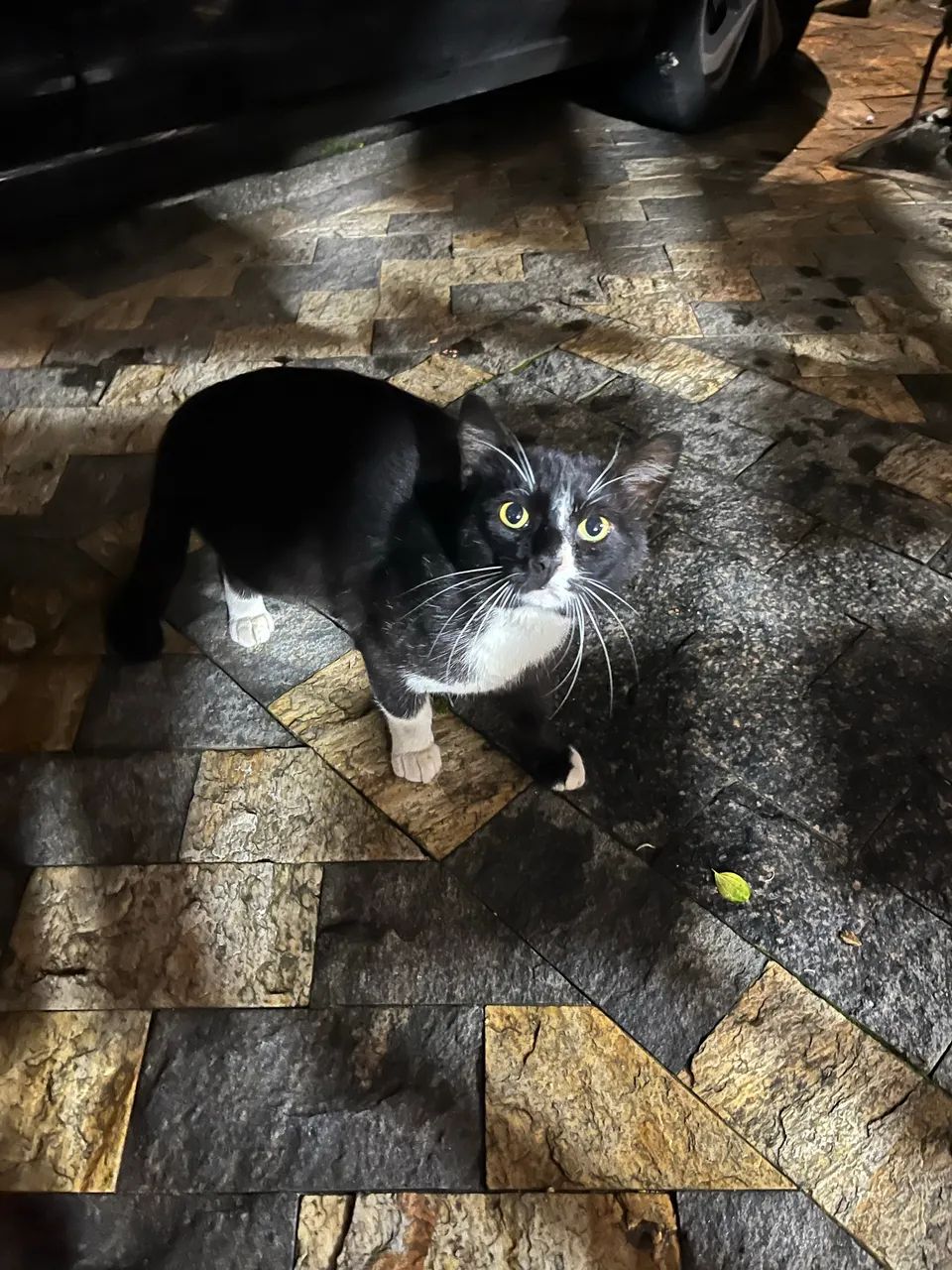 Adoção responsável 