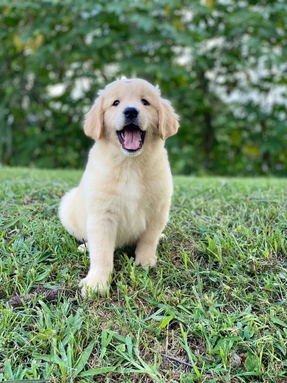 Filhotes Golden Retriever FÊMEA  - Foto 2