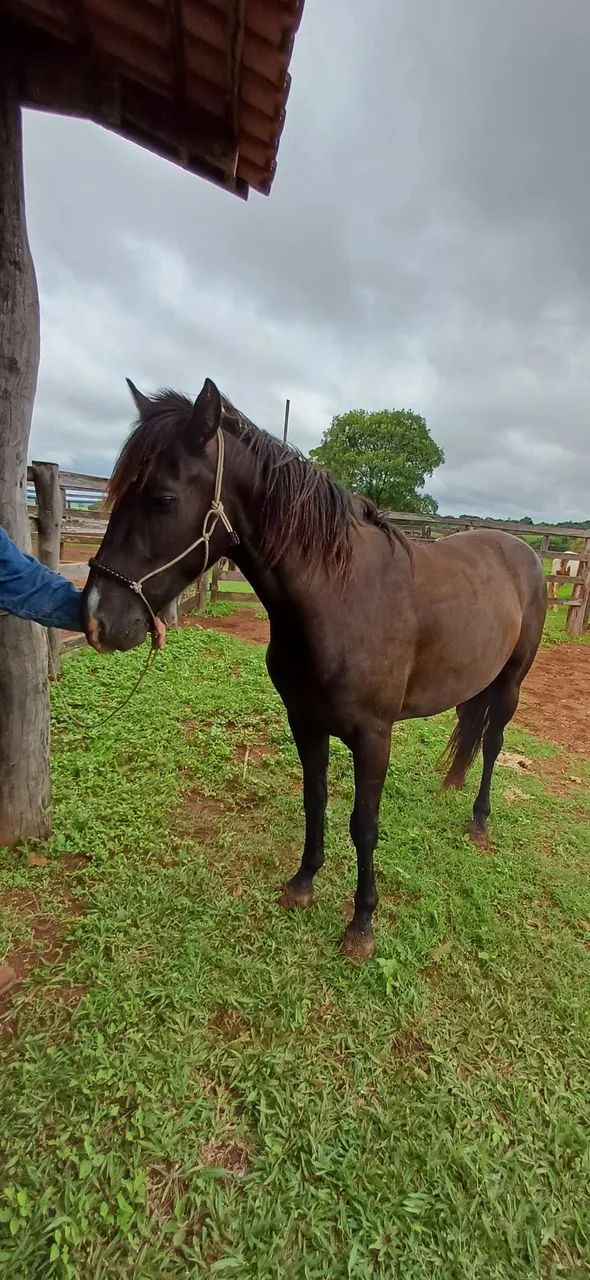 Potra meio Sangue Criola - Foto 3