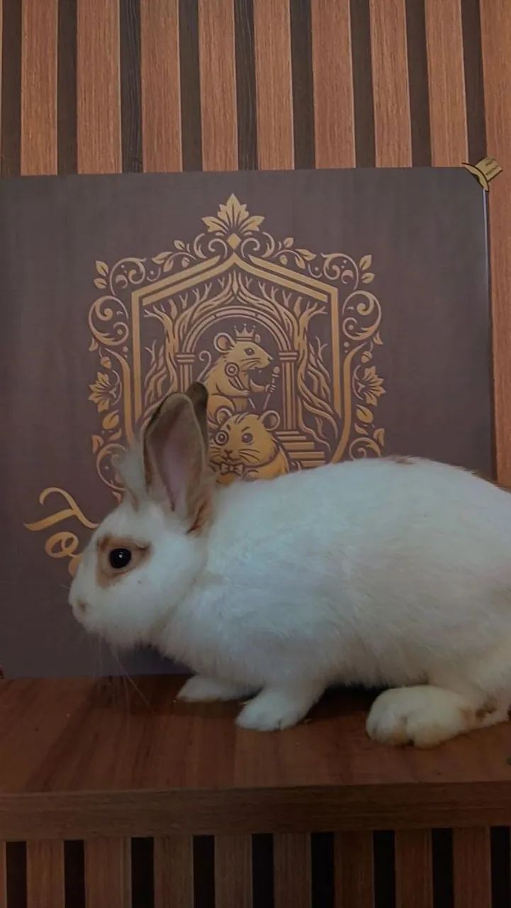 COELHO MINI LION MACHO - Foto 3