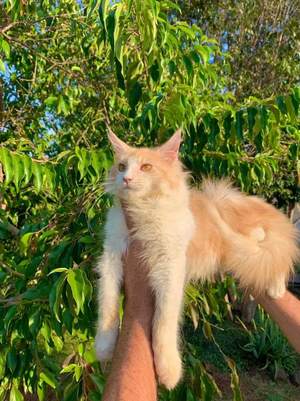 Maine Coon Gato Gigante
