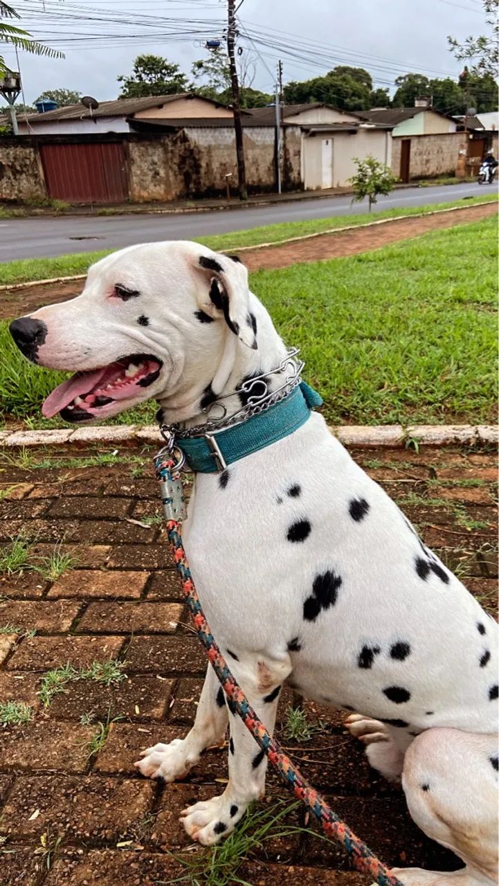 Doação Dalmata macho 