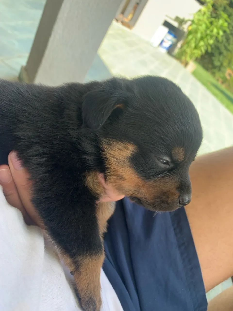 Filhote Rottweiler Puro 