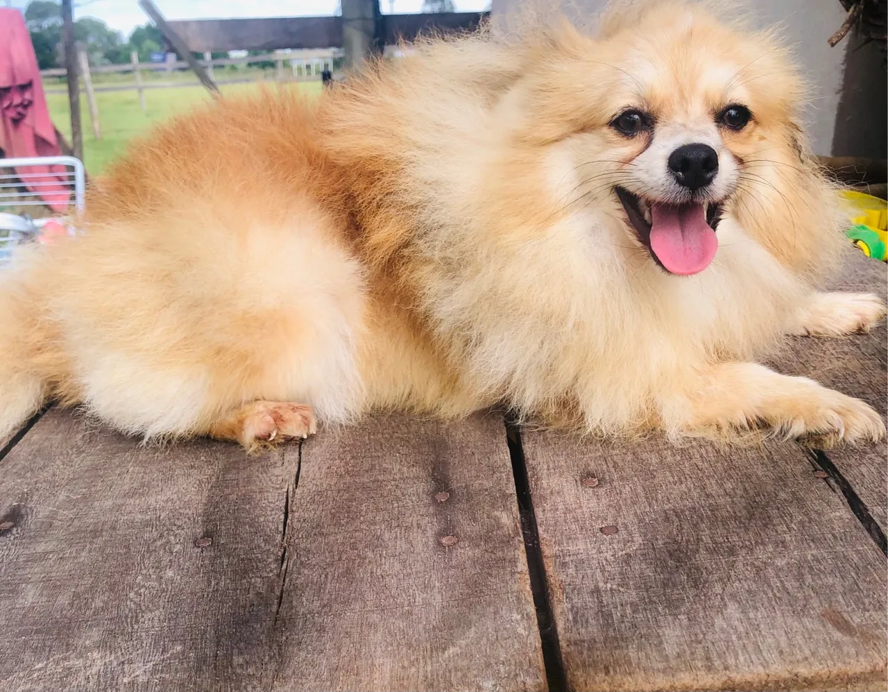 Lulu da pomerania