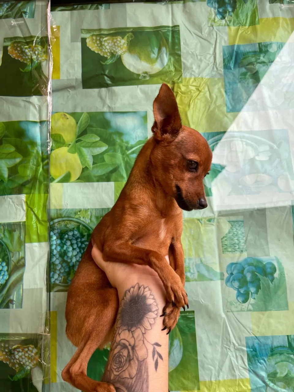 Pinscher 1 com zero
