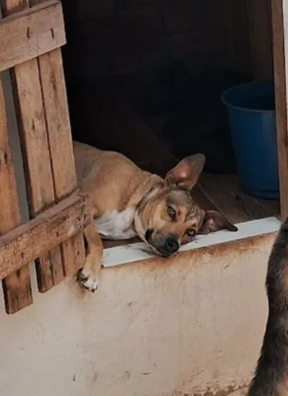 Cadelaa procura de um lar