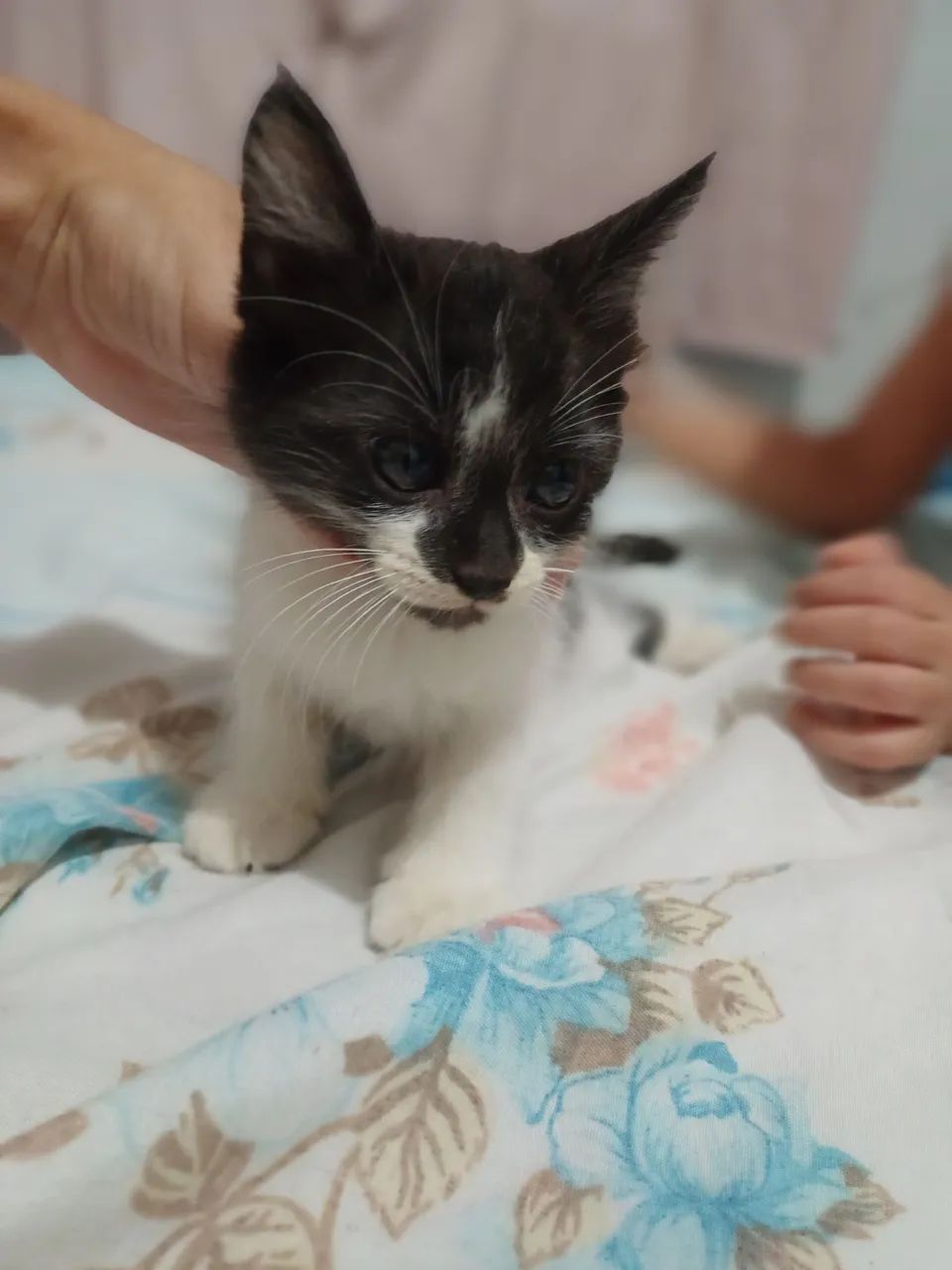 Gatinhos novinhos com 2 meses 