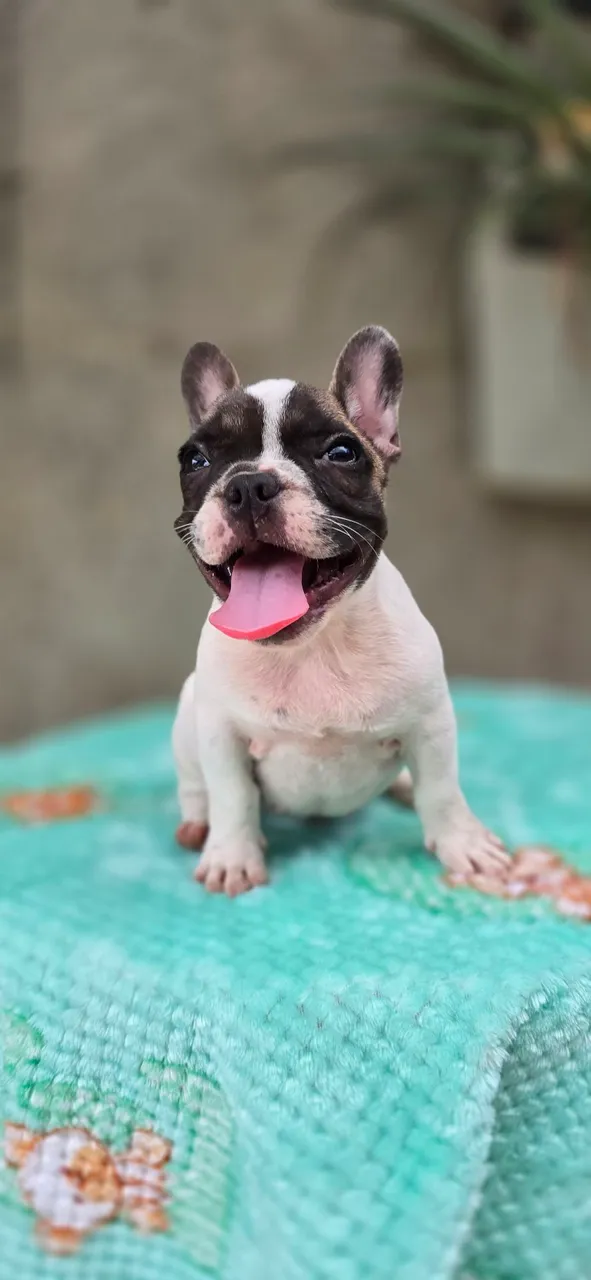 Filhote de Bulldog Francês Macho