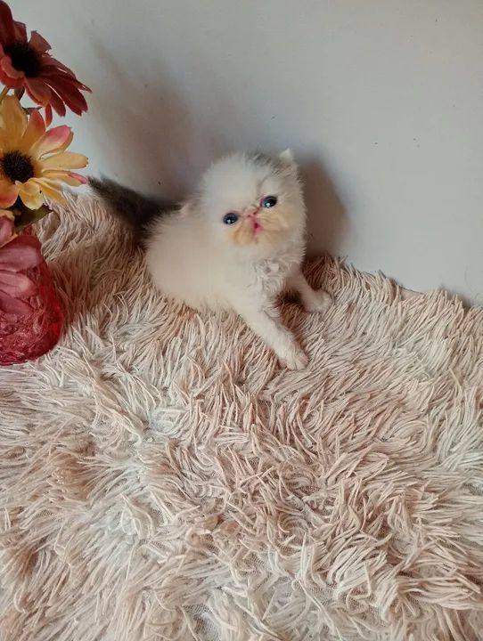 Gatinho Persa - Branco e Cinza - Foto 4