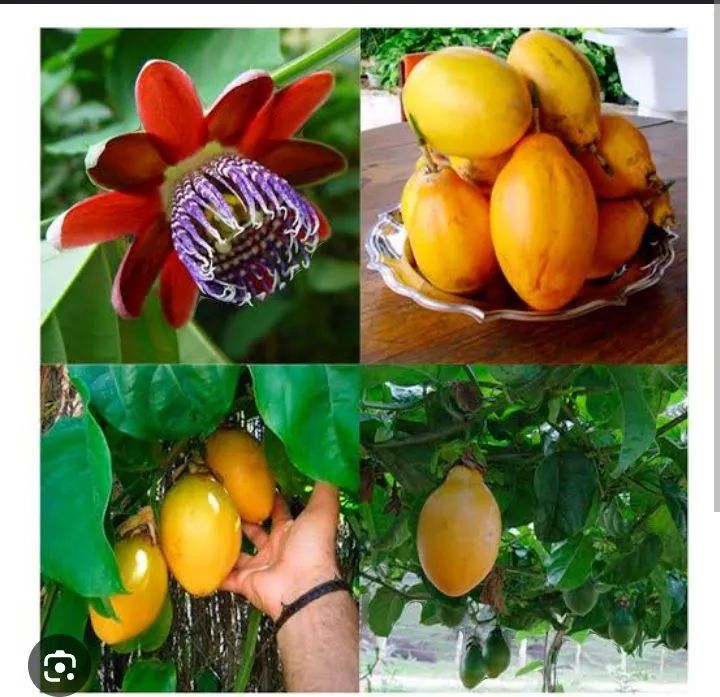 Pé de Maracujá doce. Últimas unidades 