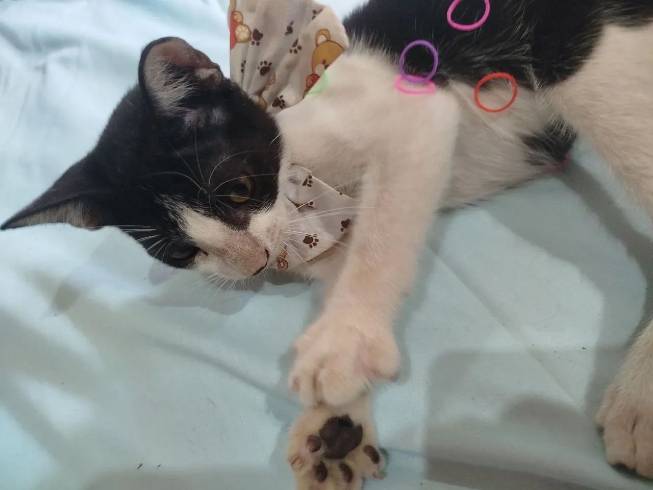 Olá, sou o Fred?, vc gostaria de me adotar nesse Natal? - Foto 5