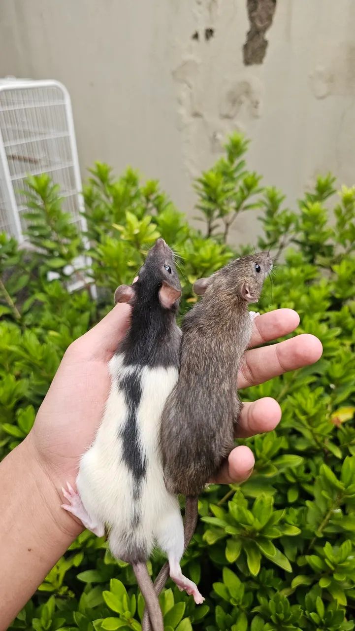 Ratos twister (Exotic pets house) - Foto 4