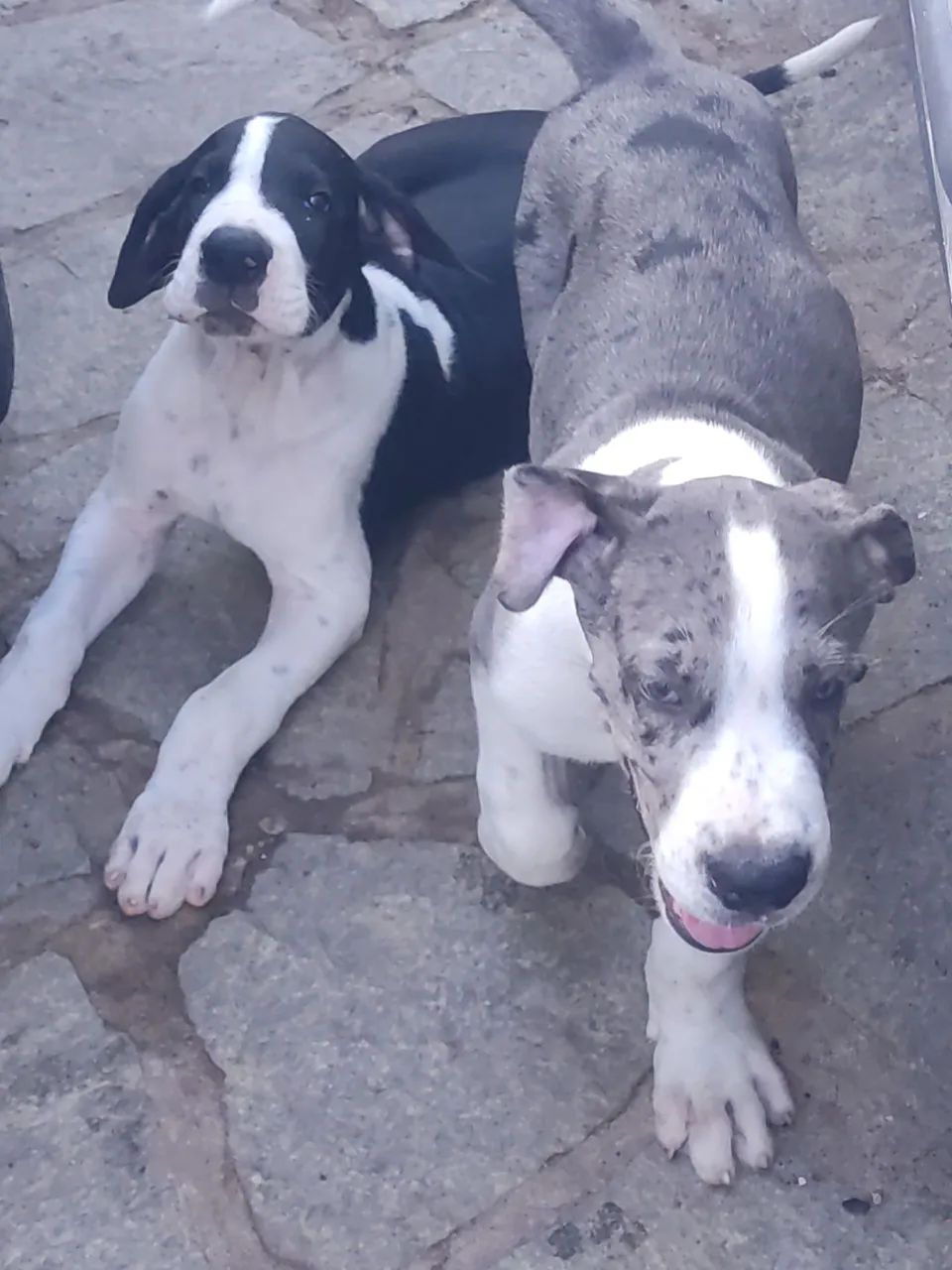 Filhotes de Dogue Alemão  - Foto 2