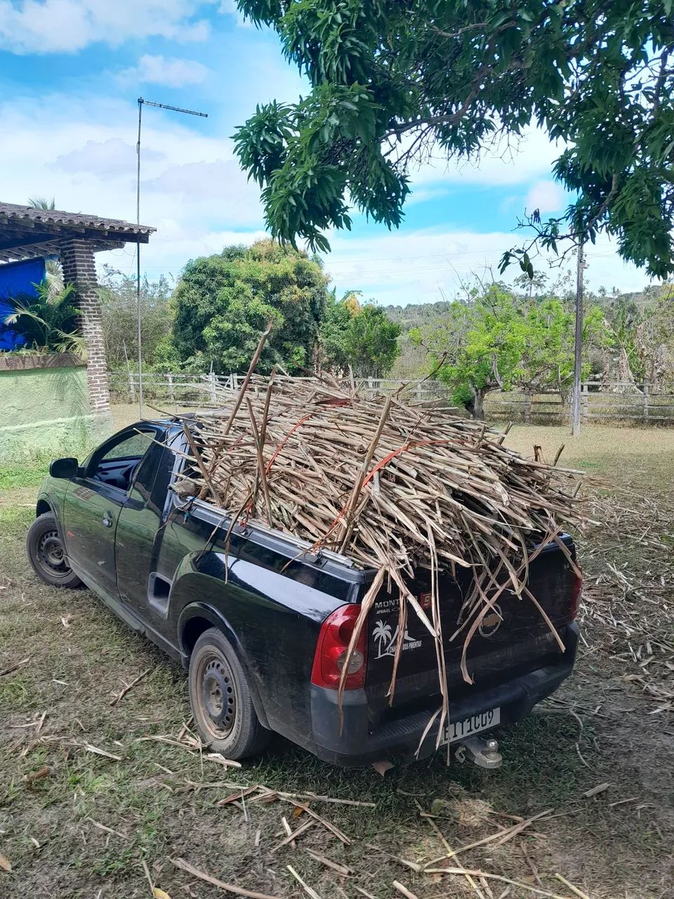 CAPIM ELEFANTE BRS CAPIAÇU E KURUMI VENDA DE GEMAS - Foto 3