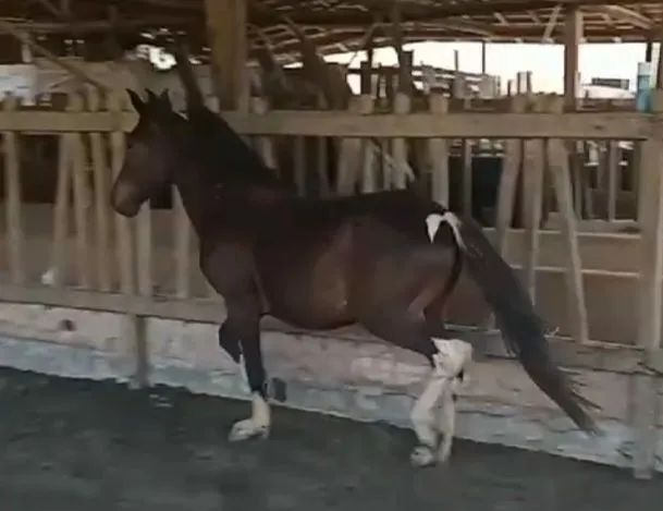 Potro pampa de preto . - Foto 4