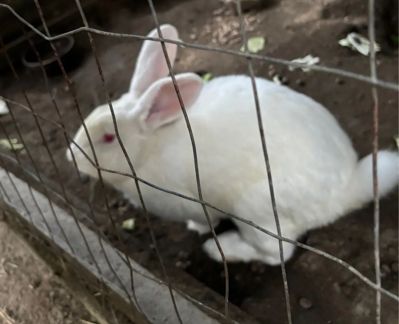 Casal de coelhos Flandres  - Foto 2