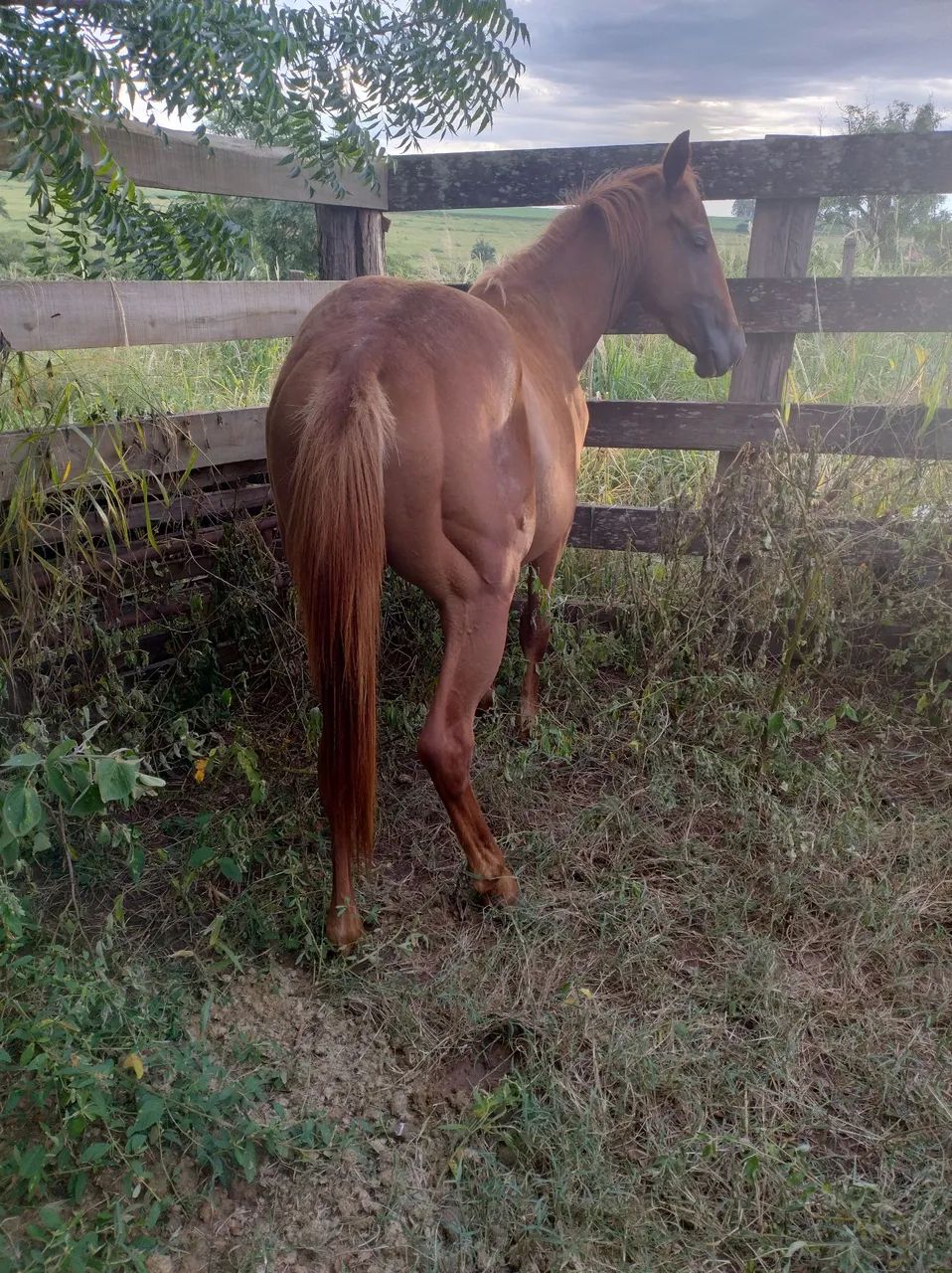 Potro QM PO - Foto 5