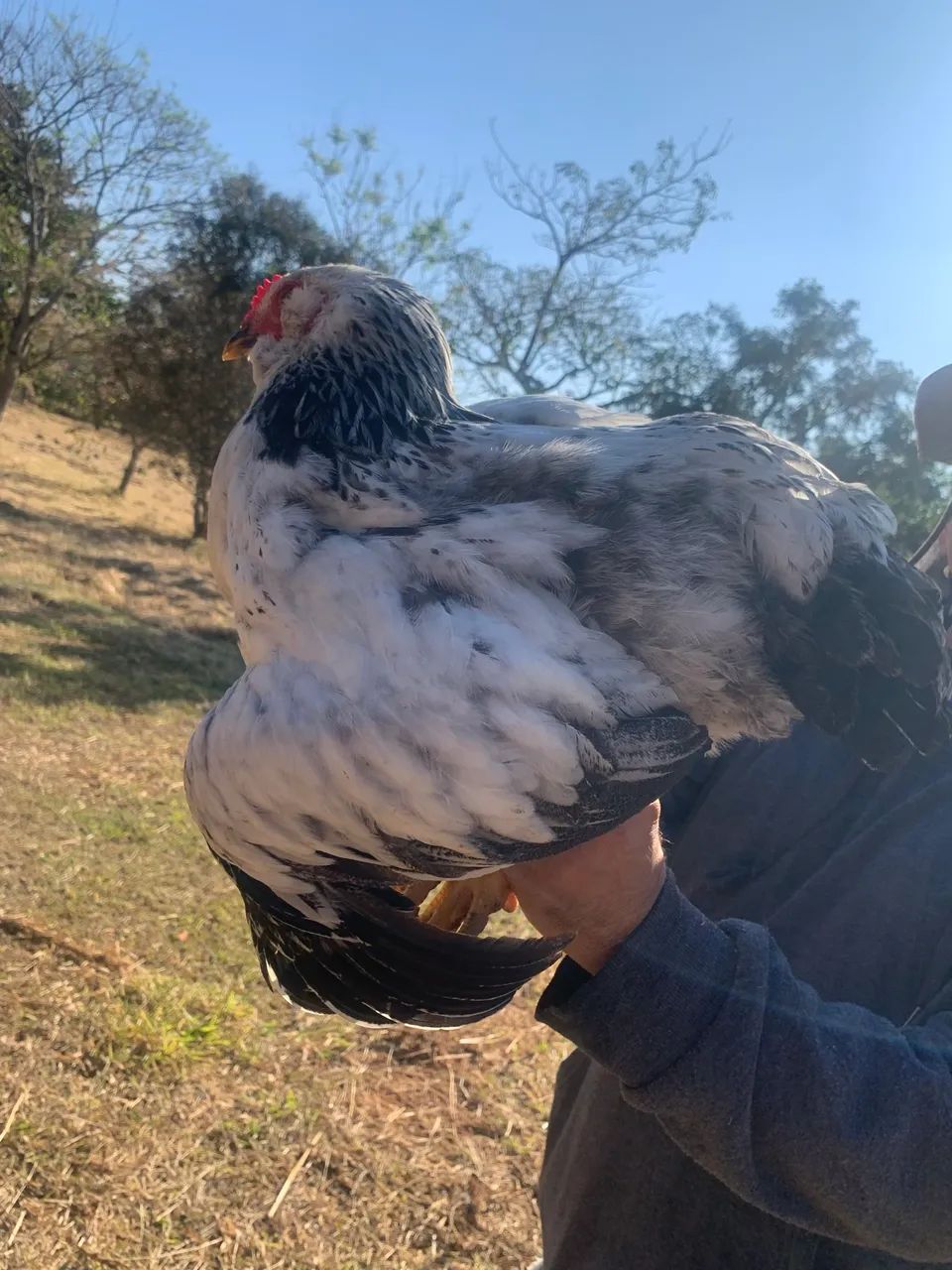 Frango(a) Brahma  - Foto 4