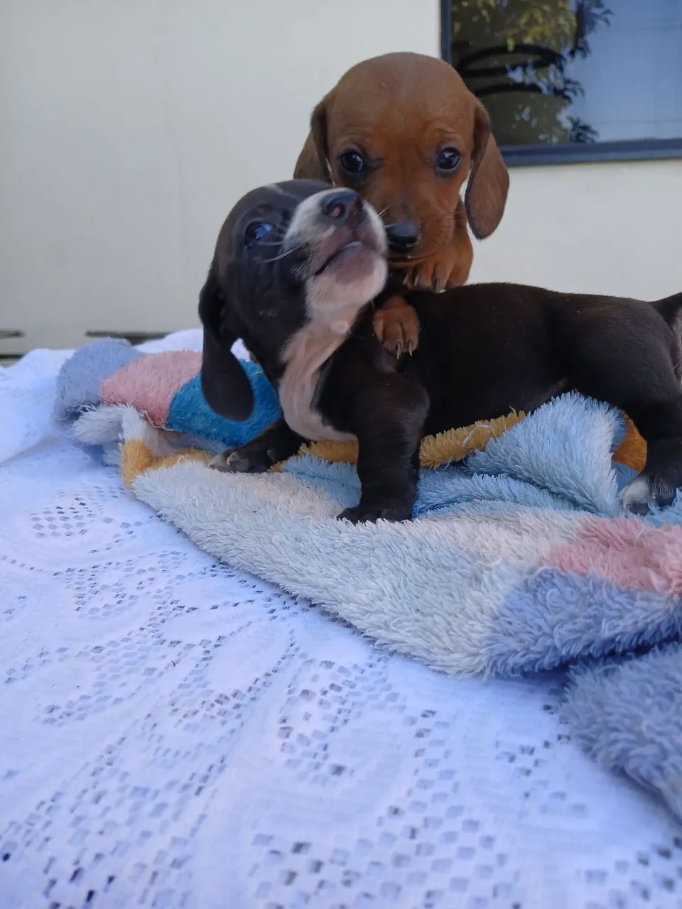Filhotes daschund salsichinhas