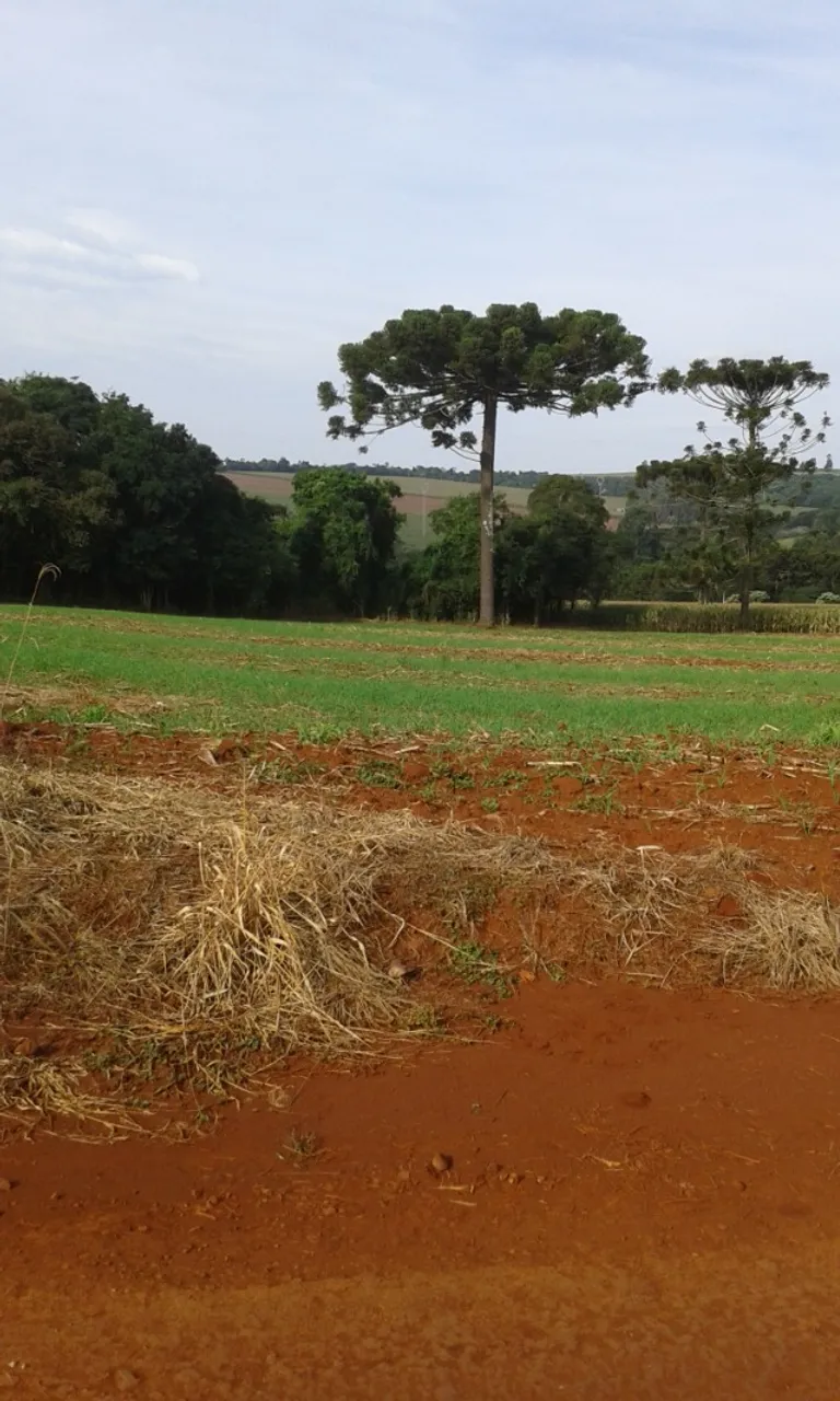 CHÁCARA 5.000 M²