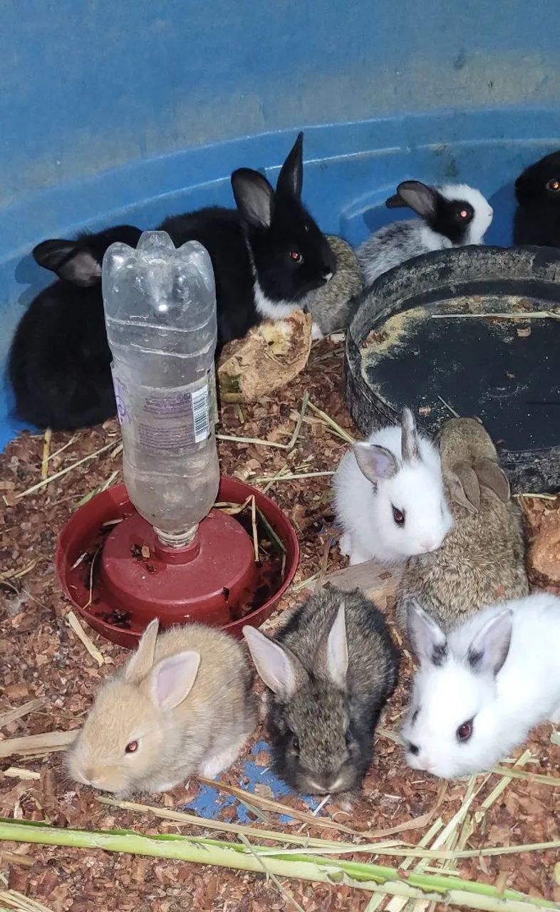 Filhotes de coelhos  - Foto 2