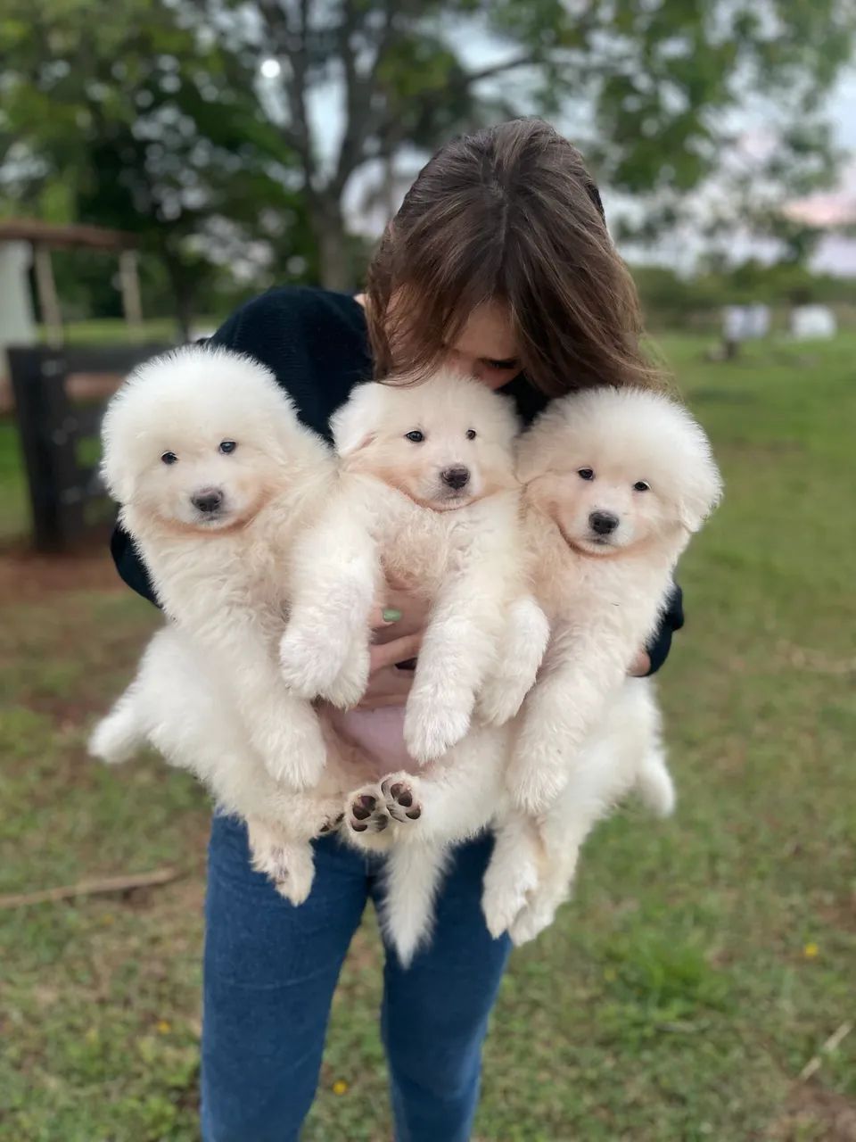 Pastor Maremano  - Foto 4