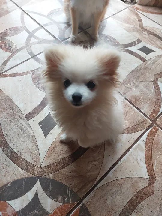 Filhote de Spitz Alemão Anão fêmea 