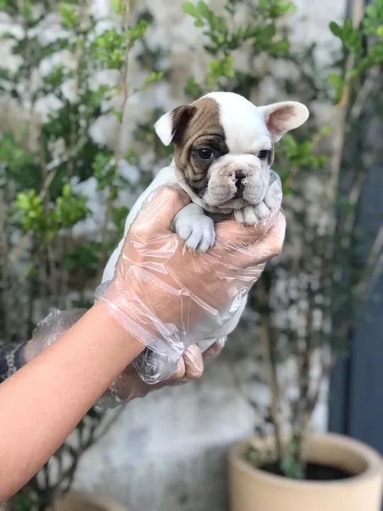 Bulldog Frances trabalhamos com mais de 20 raças. - Foto 3