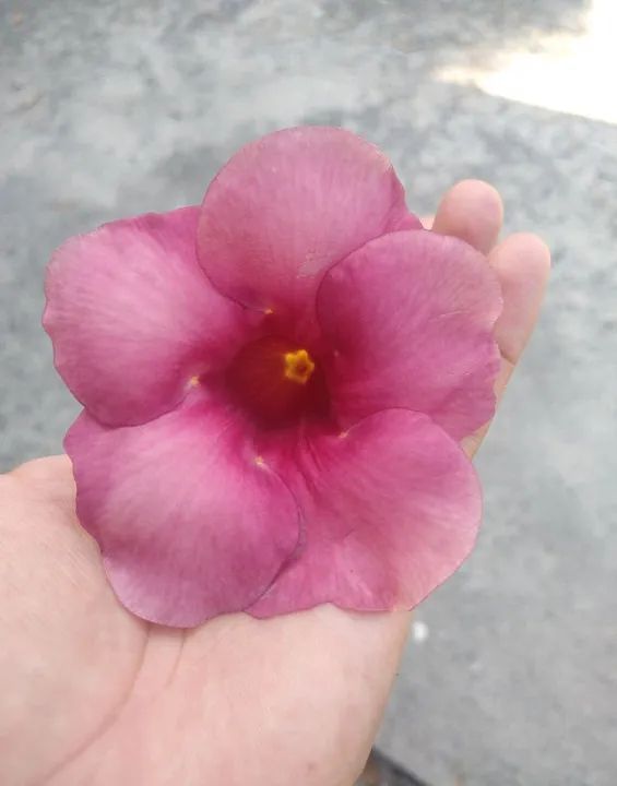 Mudas de Alamanda lilás (Bairro Santa Isabel, São Gonçalo, RJ - não fazemos entregas) - Foto 4