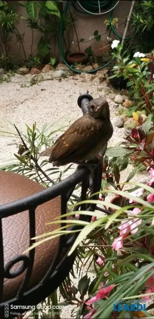 CASA EM CONDOMÍNIO - JARDIM COLIBRI - SP - Foto 5
