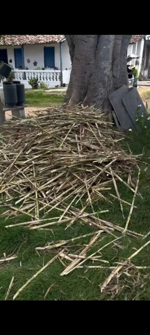 MUDAS GEMAS A VENDA DO BRS CAPIAÇU DA EMBRAPA  - Foto 2