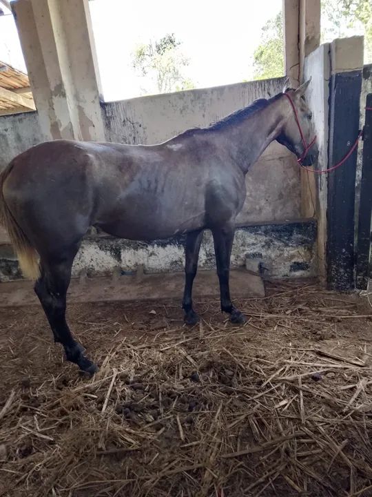 Égua Mestiça De Quarto de Milha