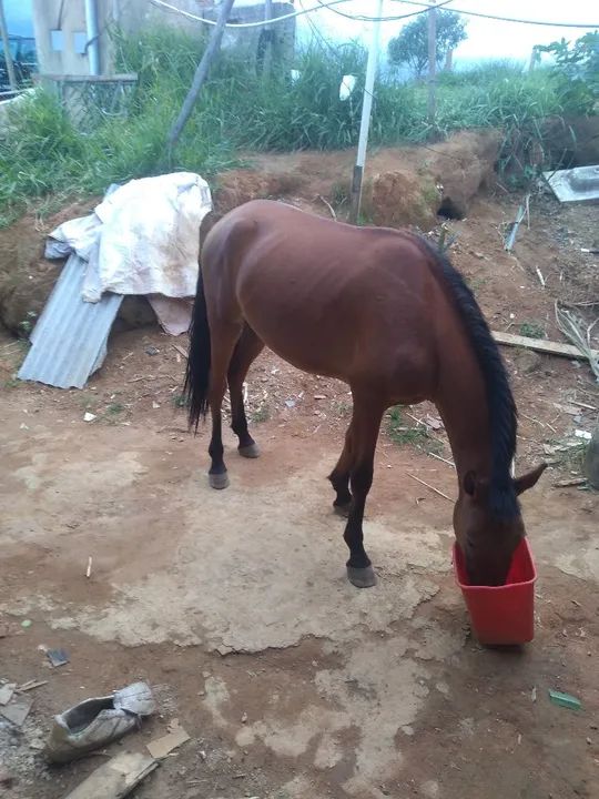 POTRO A AVENDA  - Foto 3