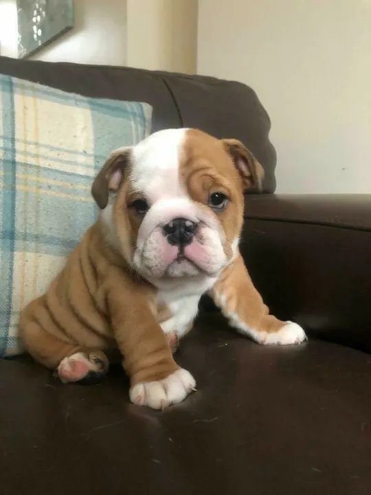 Fofura em dobrinhas Bulldog