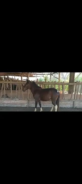 Potro pampa de preto . - Foto 2