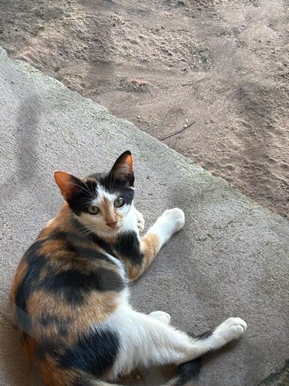 Gatinhos para adoção responsável