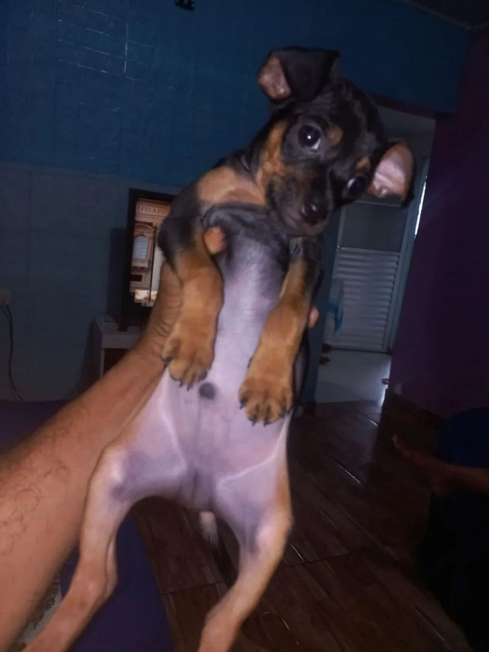 Filhote de Pinscher n 1 - Foto 5