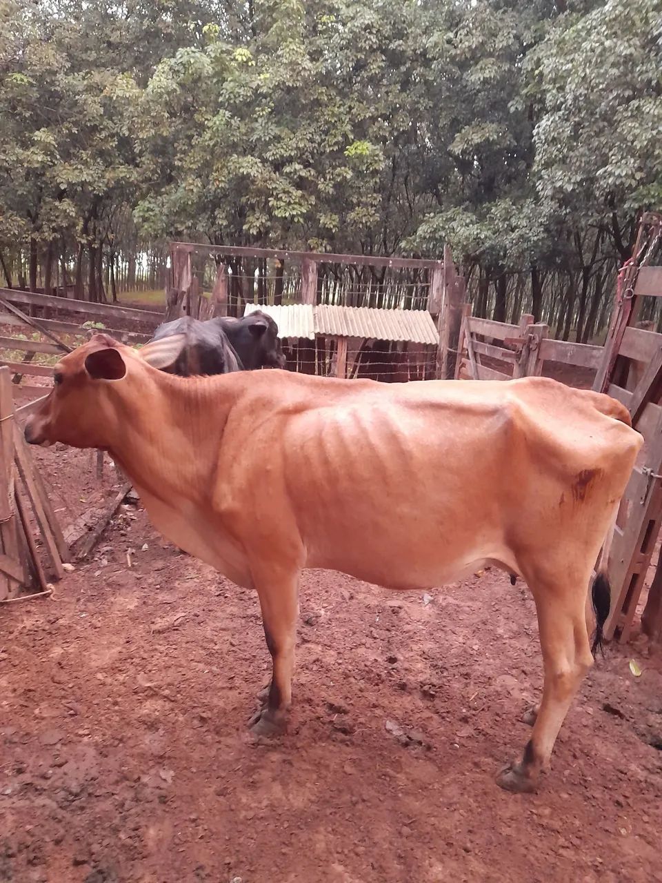 Vaca e um garrote p vender  - Foto 3