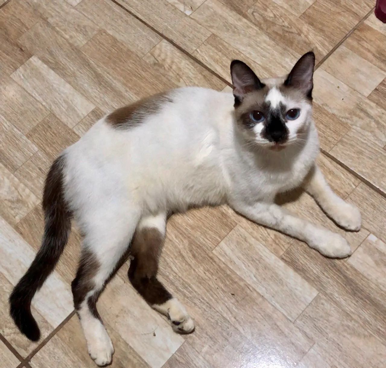 Siamês filhote 7 Meses (Adoção Responsável) Gata / Doação - Foto 2